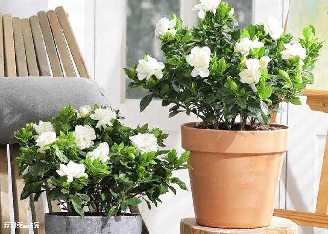 常见香味浓郁的花卉(家里养5种花卉植物清香四溢)-图片1